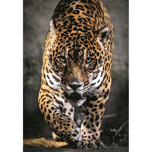 Állatos Walk of the Jaguar 1000 db-os puzzle Clementoni - Image 2