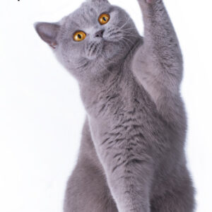 Cicás Pur-r-reft kéztörlő arctörlő