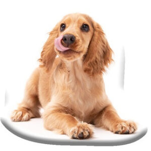 Kutyás Spaniel formapárna