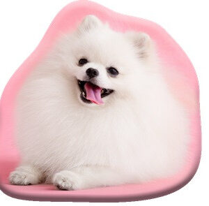 Kutyás Pomeranian formapárna