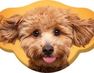 Kutyás Toy Poodle formapárna