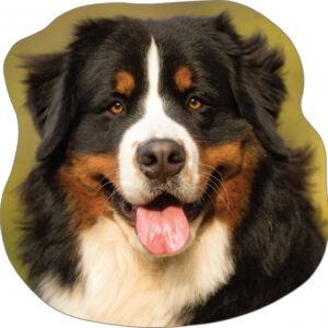 Kutyás Bernese formapárna