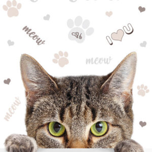 Cicás Meow A/4 gumis mappa